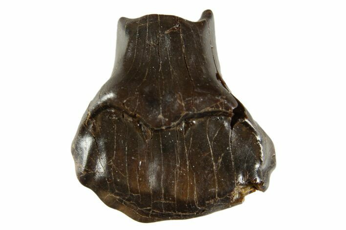 Fossil Nodosaur Tooth - Judith River Formation #313219